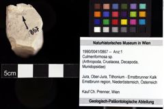 Foto (Objket + Etiketten) von Culmenformosa sp. 